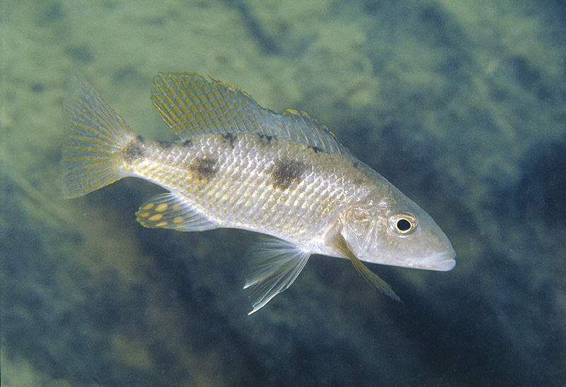 Stigmatochromis pholidophorus 'Pombo Rocks'